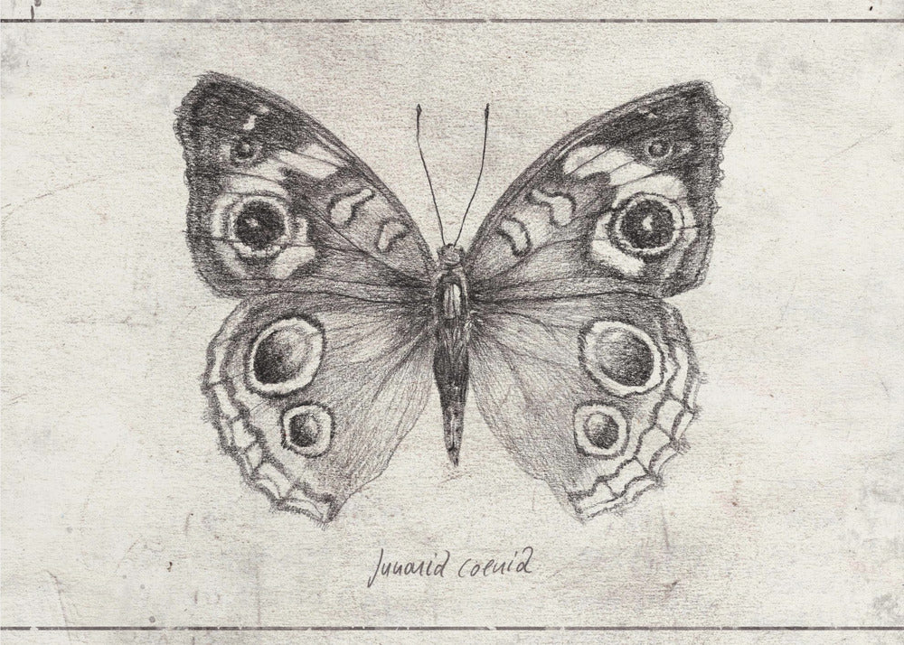 Butterfly Showcases Intricate Wing | Poster