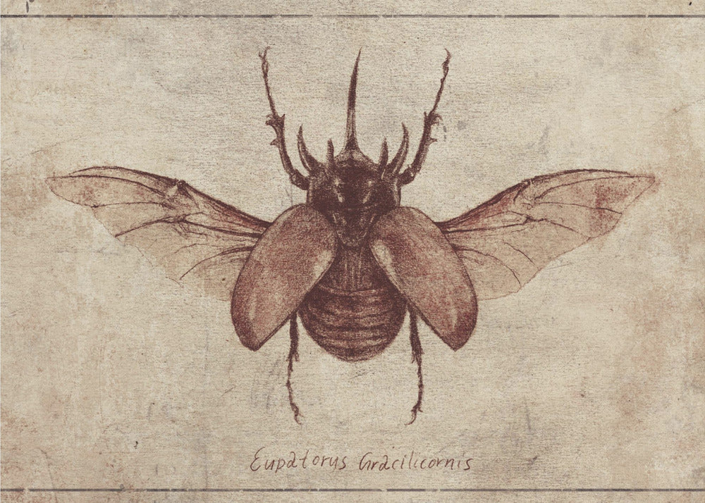 Eupatorus Gracilicornis Copy | Canvas