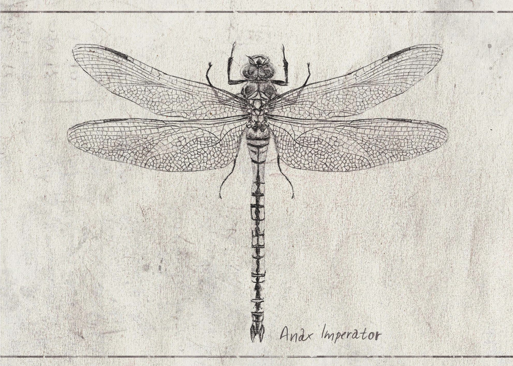 Majesty in Flight Anax Imperator | Poster