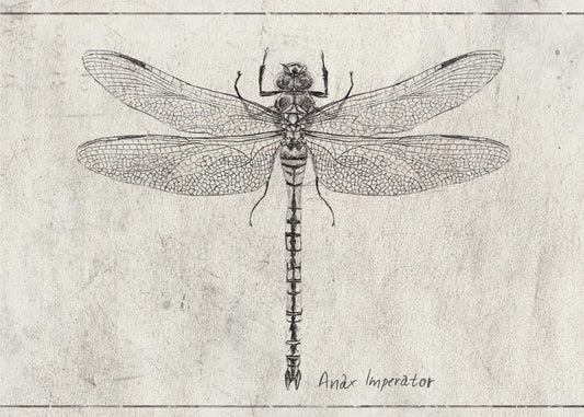 Majesty in Flight Anax Imperator | Poster