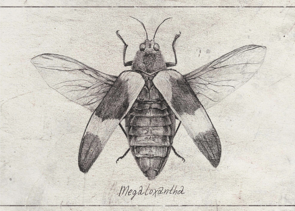 Intricate Insect Sketch | Canvas