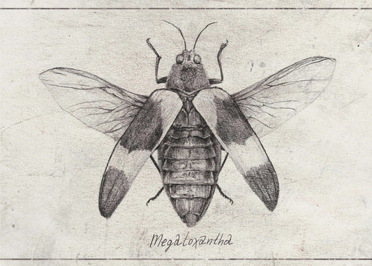 Intricate Insect Sketch | Canvas