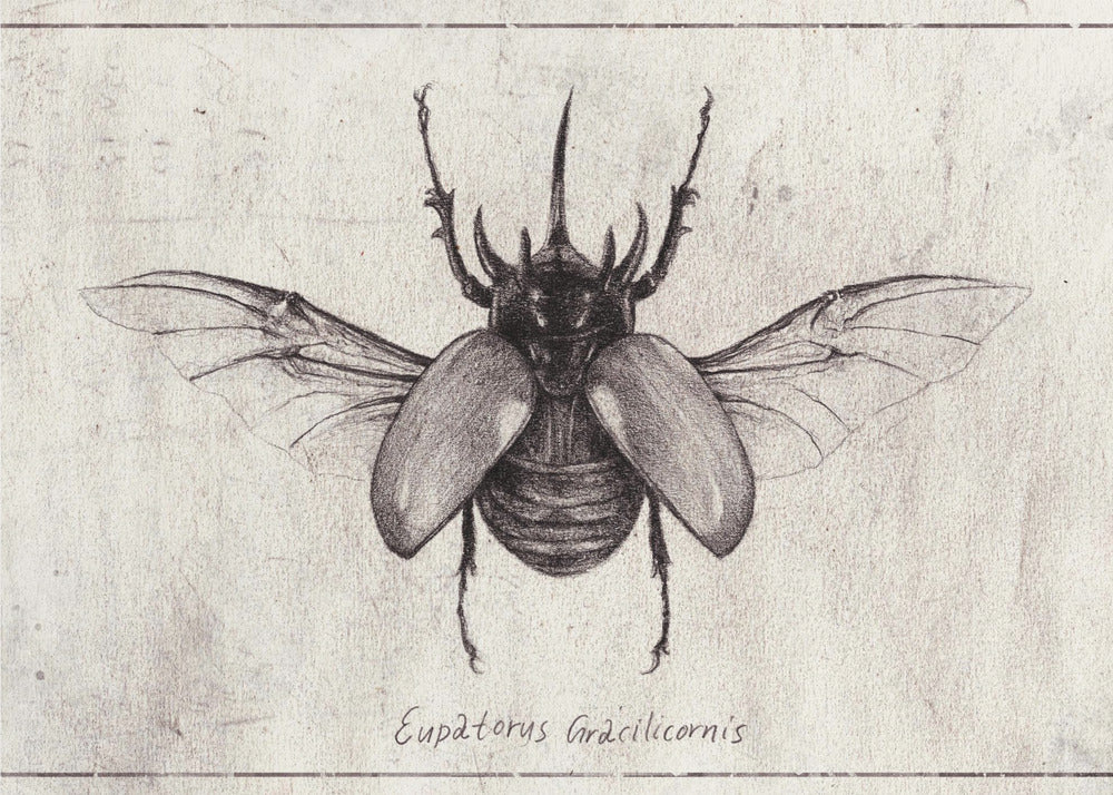 Pencil Drawing Of A Eupatorus Gracilicornis Beetle | Canvas