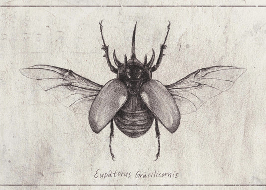 Pencil Drawing Of A Eupatorus Gracilicornis Beetle | Canvas