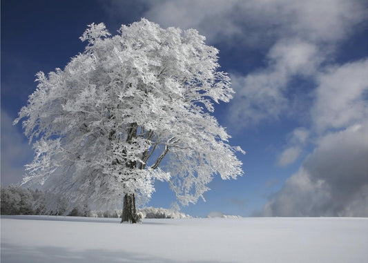 White Windbuche in Black Forest | Wallpaper