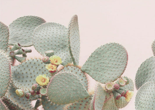 Blooming Cactus | Poster