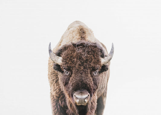 Bison | Poster