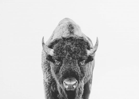 Bison Bw | Poster