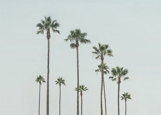Cali Palms | Poster