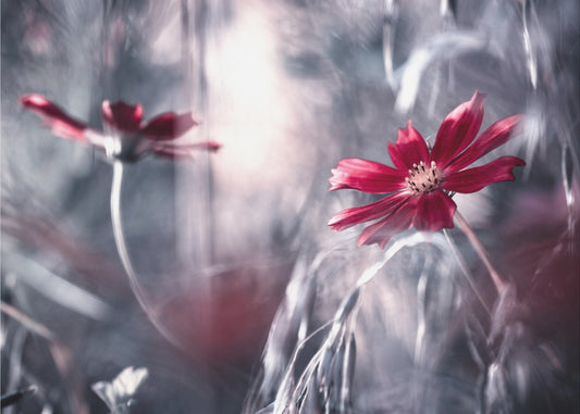 Seduction games | Wallpaper