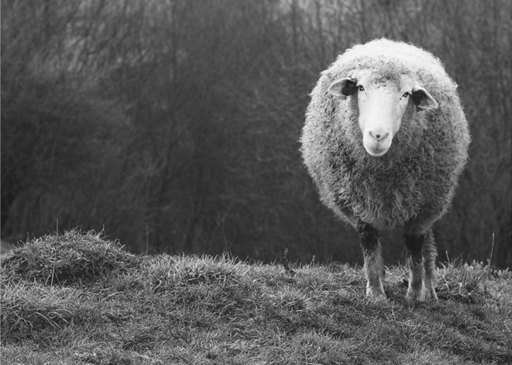 Wondering sheep | Poster