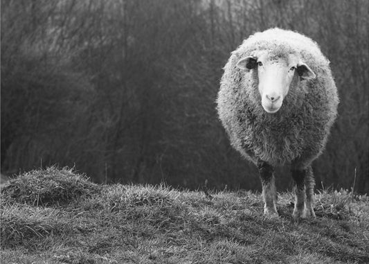 Wondering sheep | Canvas