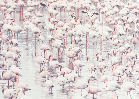 Flamingos | Poster