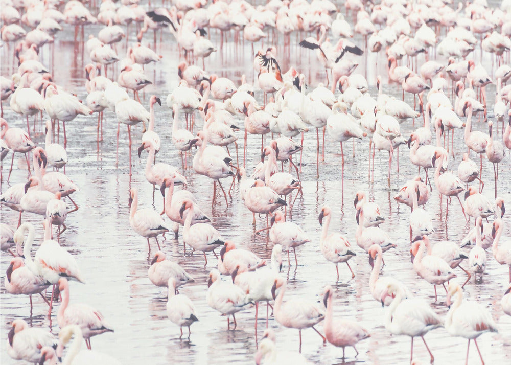 Flamingos | Canvas