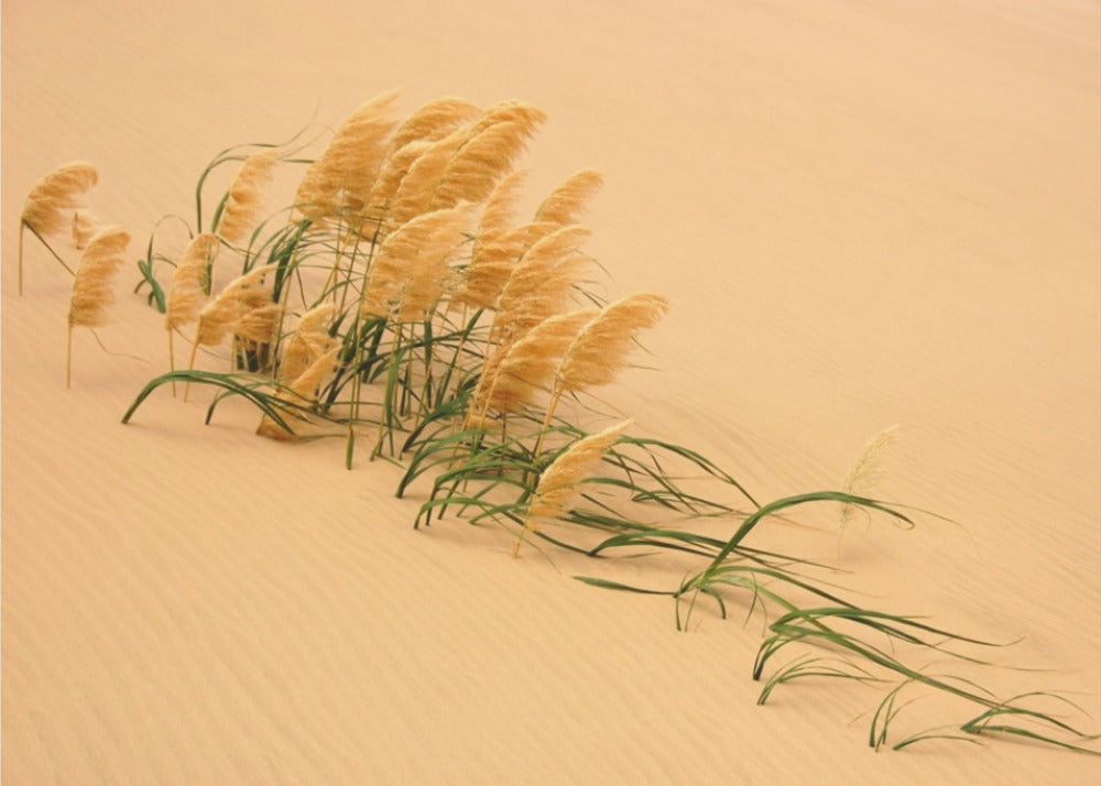 Pampas Grass in Sand Dune | Wallpaper