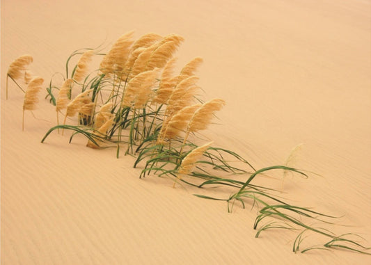 Pampas Grass in Sand Dune | Wallpaper