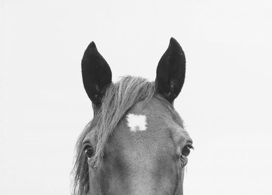 Peeking Horse | Canvas