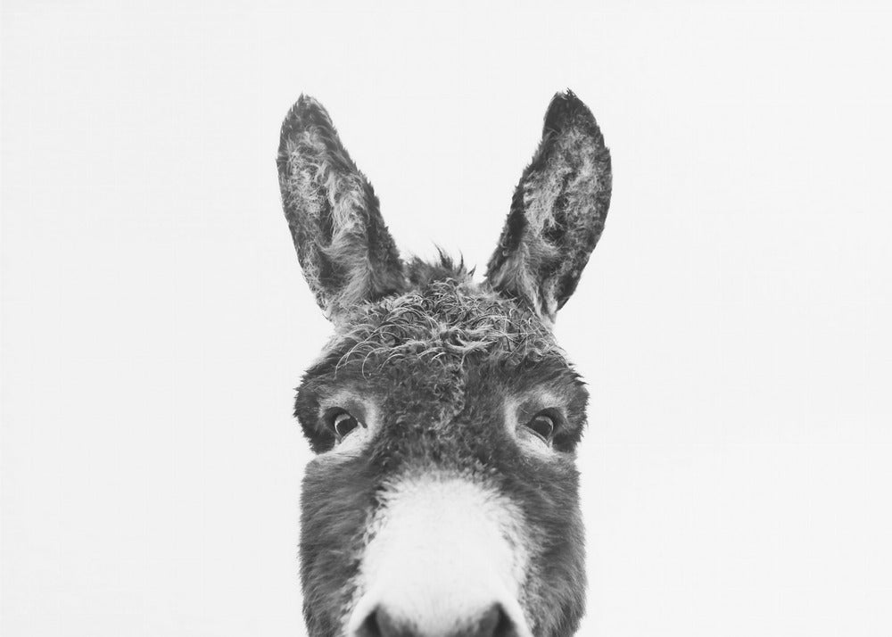 Peeking Donkey BW | Canvas