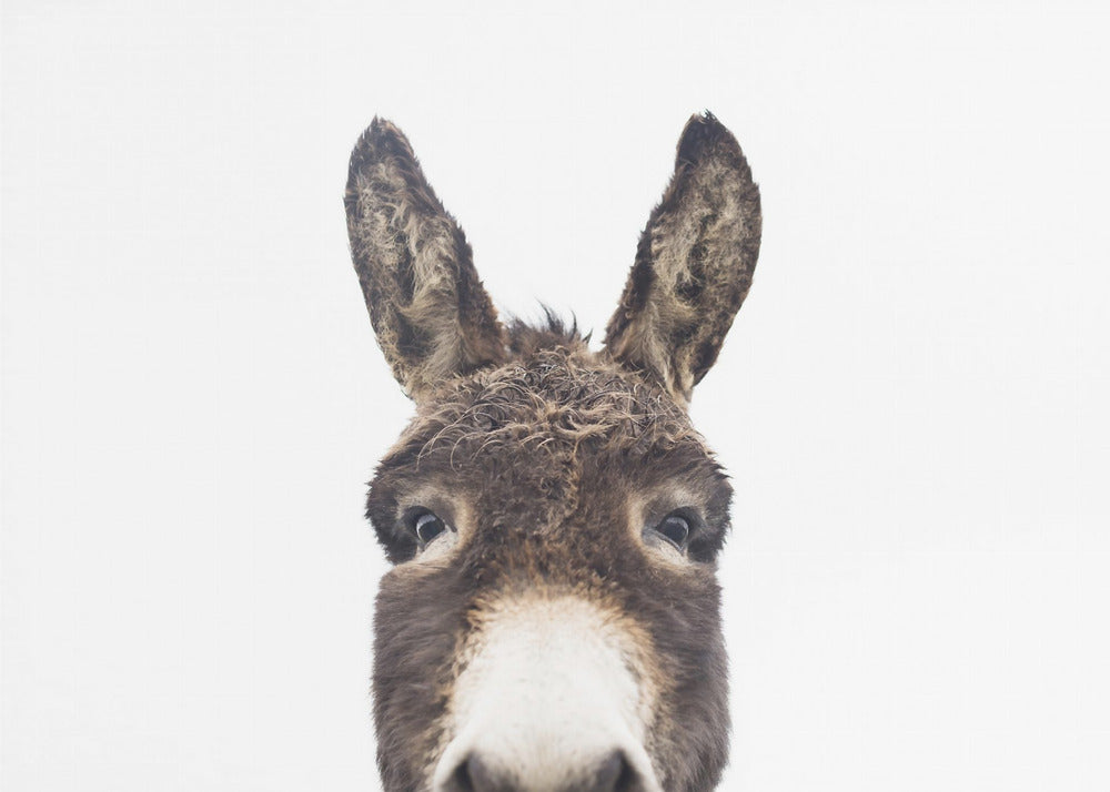 Peeking Donkey | Canvas