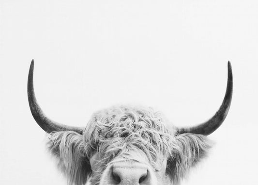 Peeking Cow BW | Poster