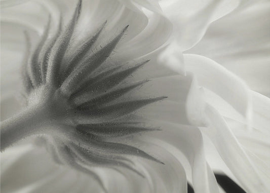 Calendula | Wallpaper