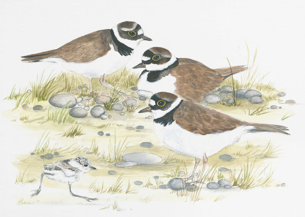 Plovers | Canvas