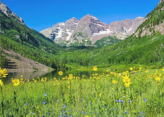 Maroon Bells Wildflowers | Poster
