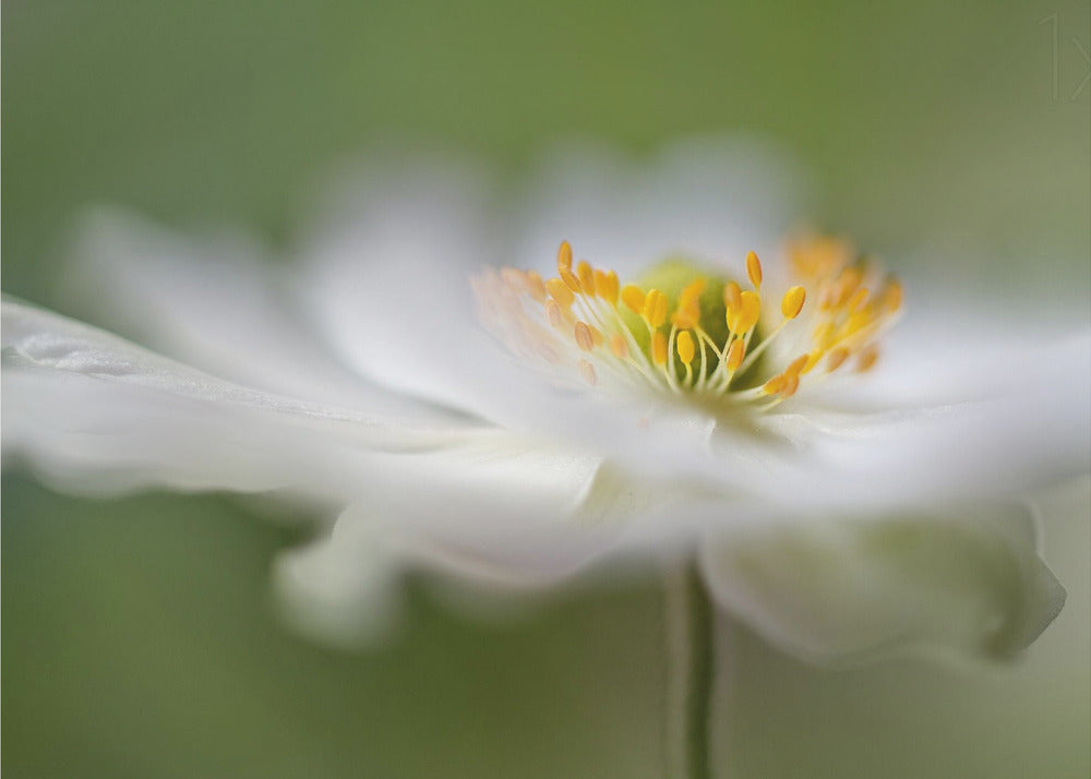 White Anemone | Poster