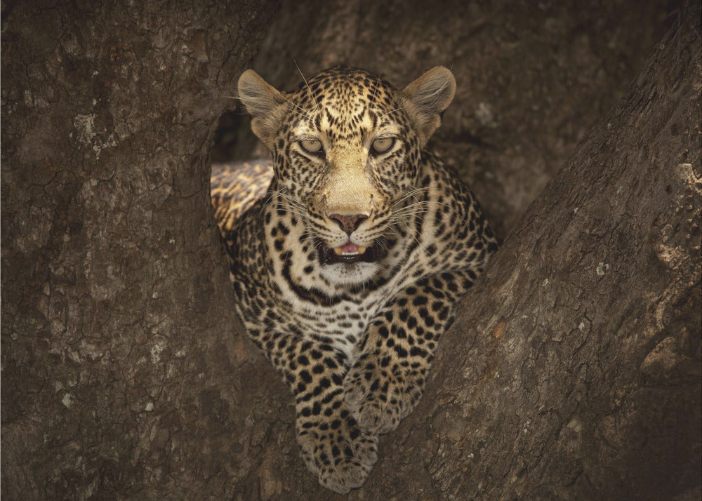 Leopard Resting on a Tree at Masai Mara | Wallpaper