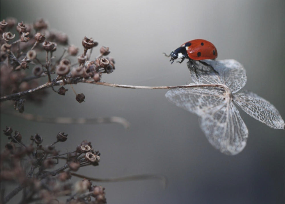 Ladybird on hydrangea. | Wallpaper