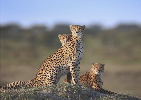 Cheetahs Family | Canvas