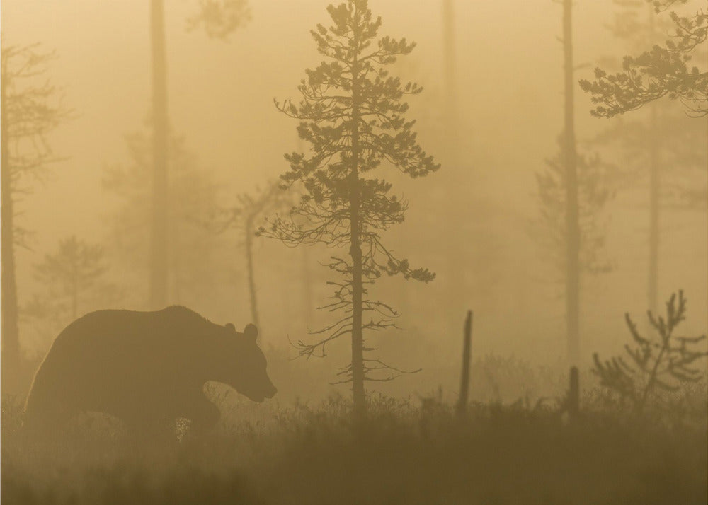 Morning Fog | Poster