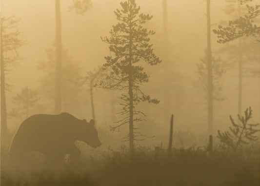 Morning Fog | Poster