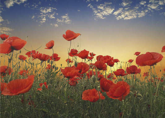 Poppies | Poster