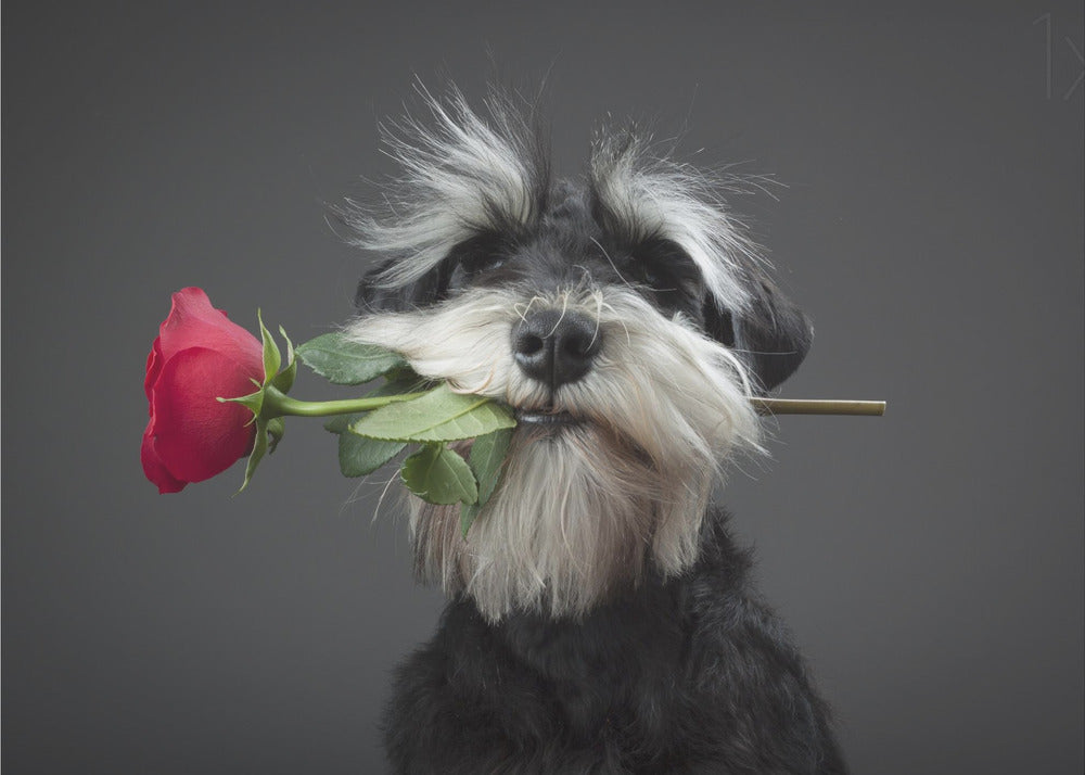 Tango Dancer | Poster