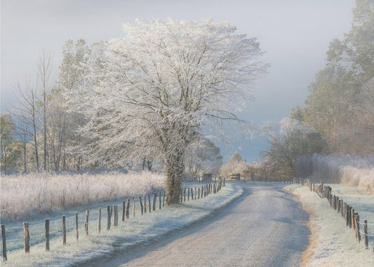 A Frosty Morning | Wallpaper