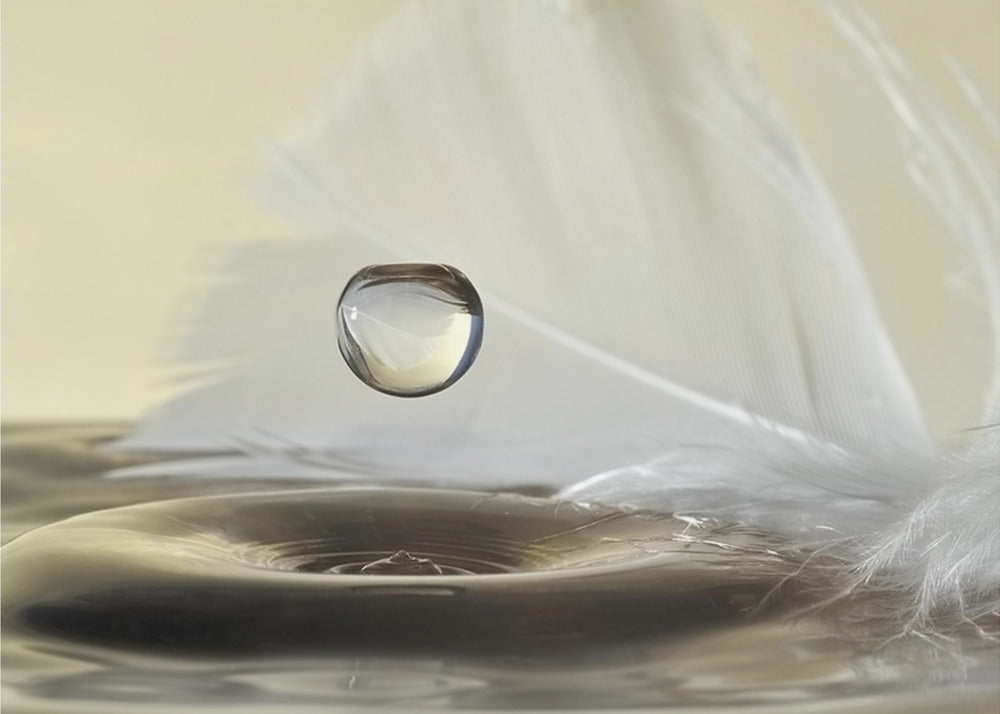 Feathers drop | Canvas