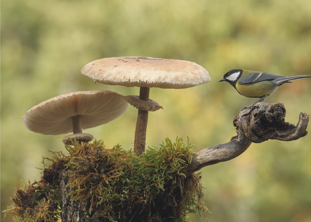 My small part of the world | Canvas