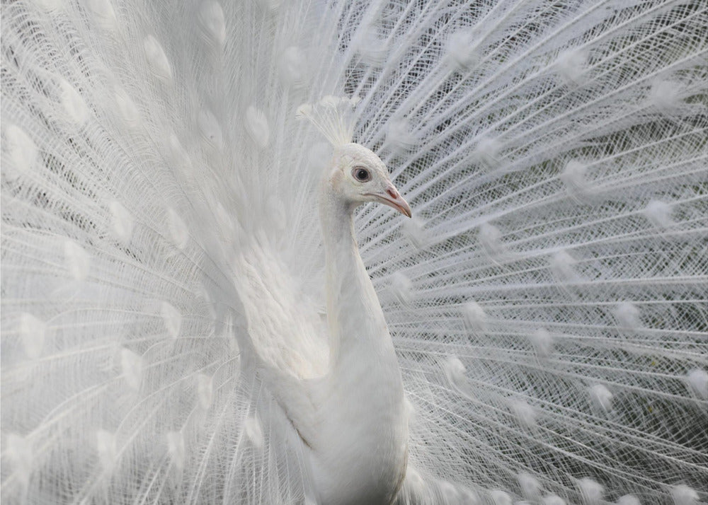 As white as snow | Canvas