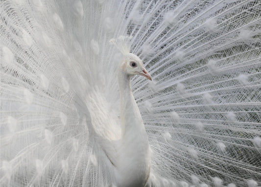 As white as snow | Canvas