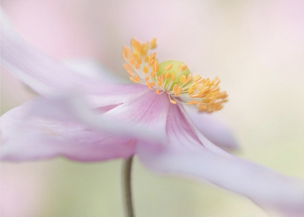 Japanese Anemone | Canvas