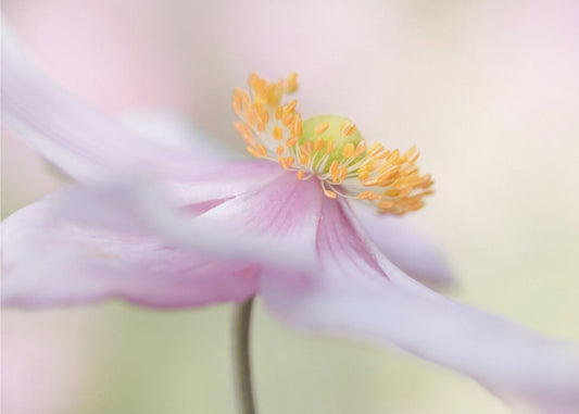 Japanese Anemone | Canvas