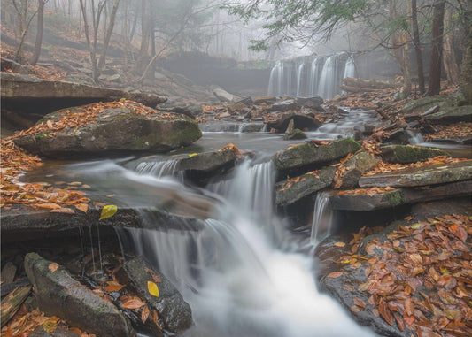 Morning Fog | Canvas