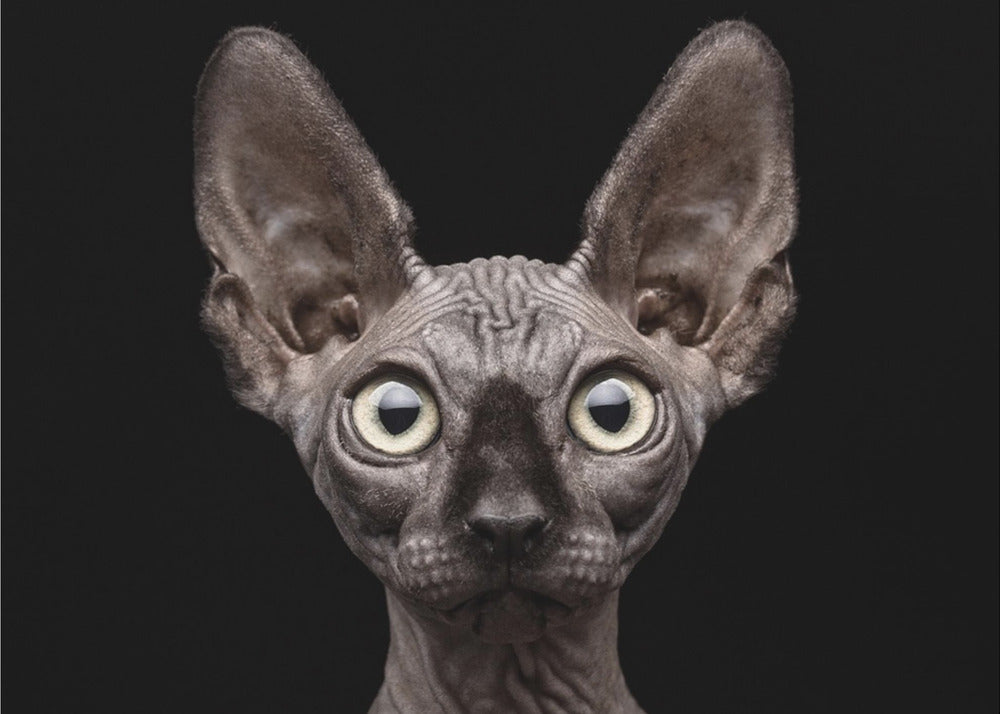 Sphynx Cat | Poster