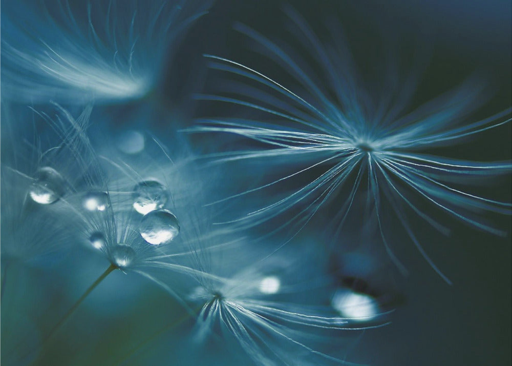 soft touch | Wallpaper