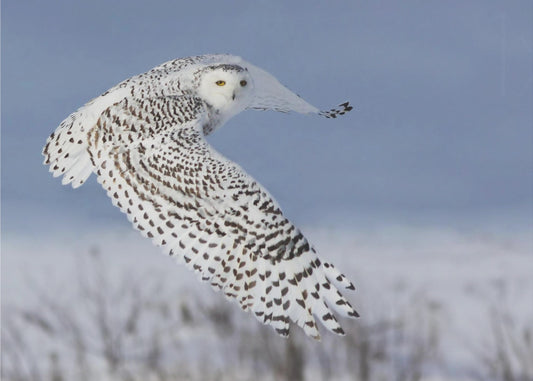 Snowy Owl | Poster