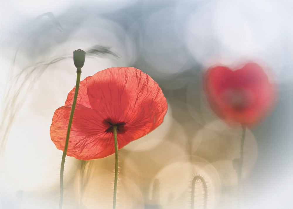 Morning Poppies | Poster