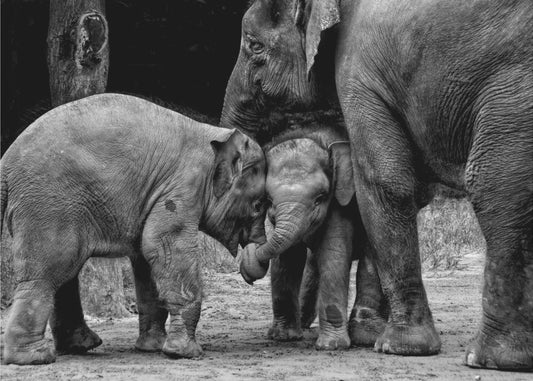 Friends Forever | Canvas