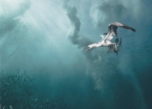 plunge diver | Poster