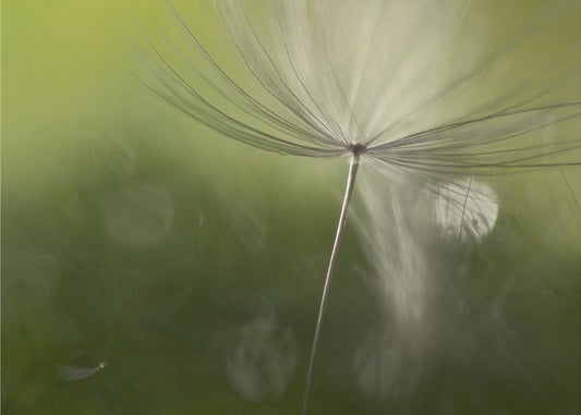 Shadows in the green | Poster